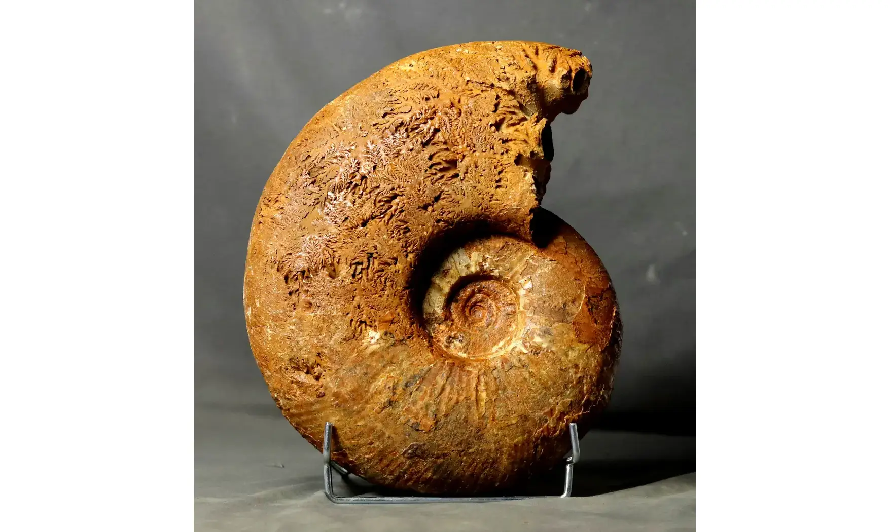 Puzosia mayoriana