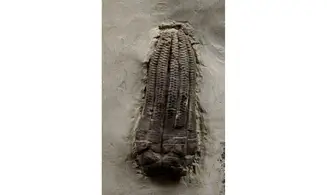 Encrinus liliiformis
