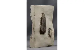 Encrinus liliiformis