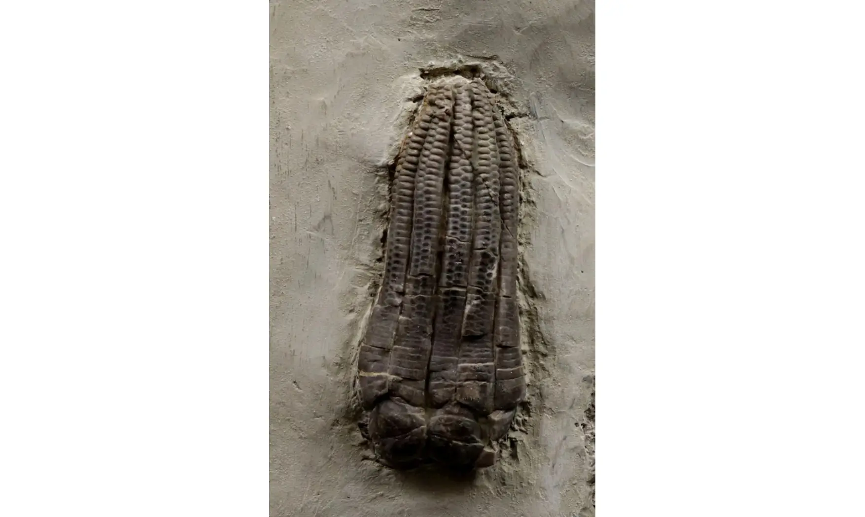 Encrinus liliiformis