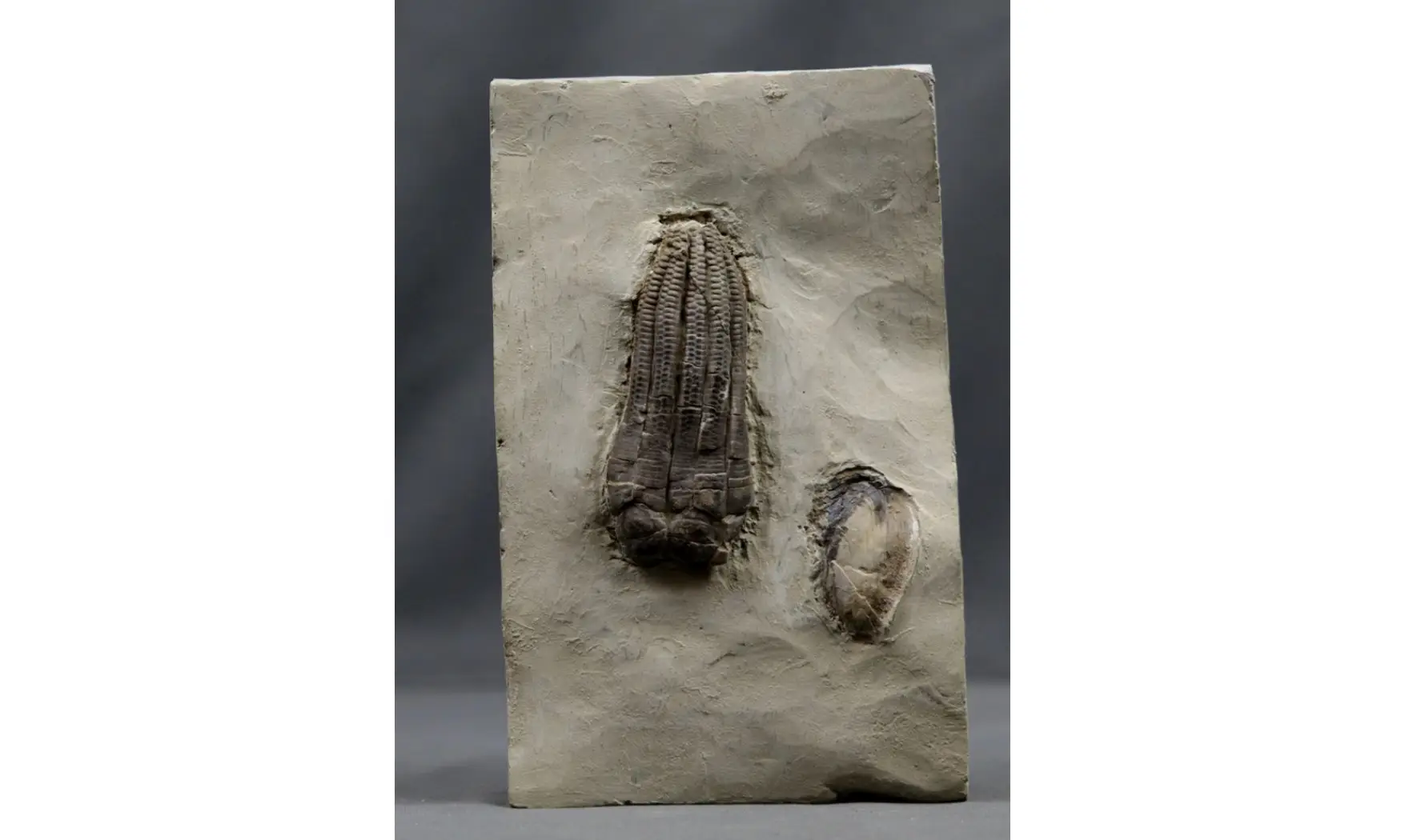 Encrinus liliiformis