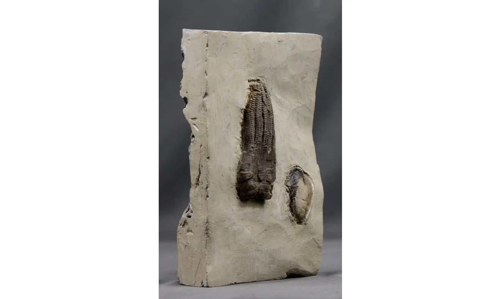 Encrinus liliiformis