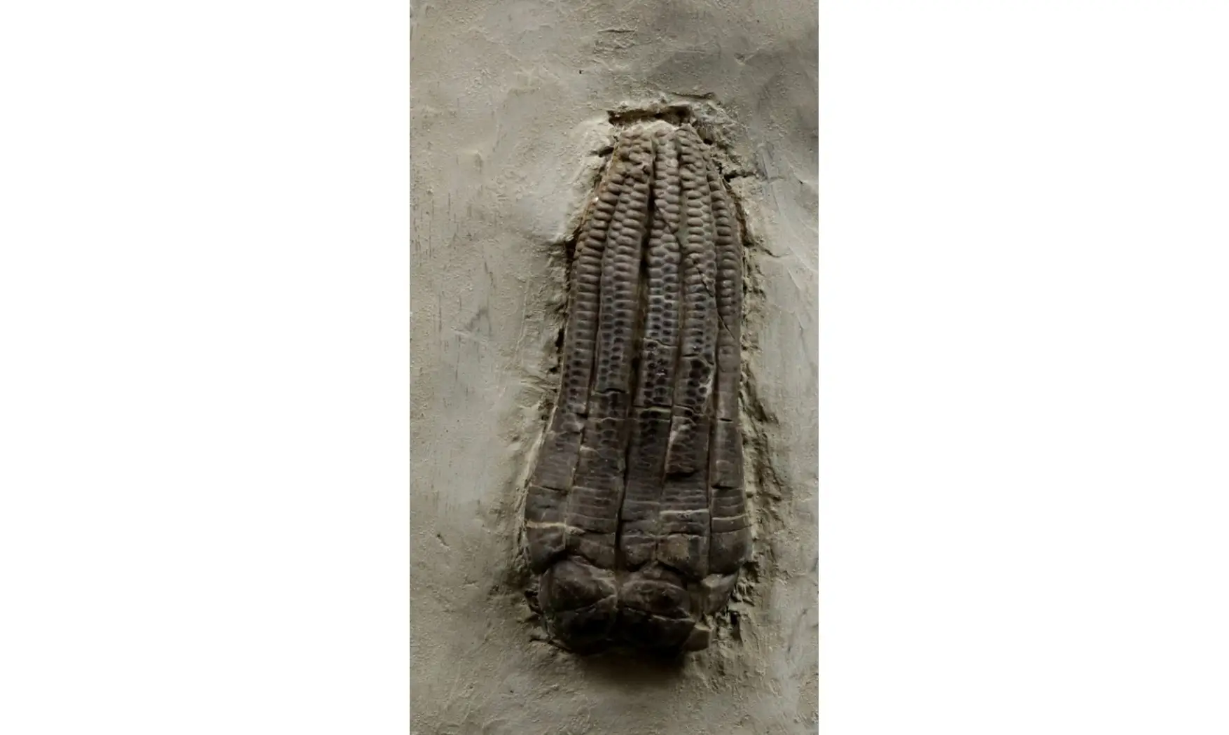 Encrinus liliiformis