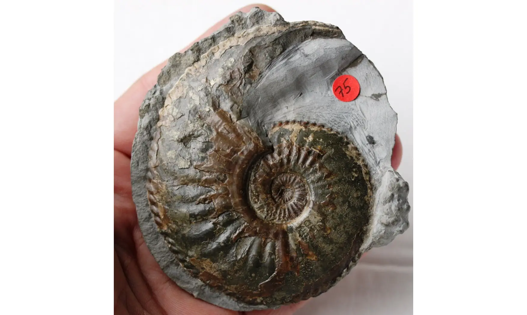 AMALTHEUS MARGARITATUS