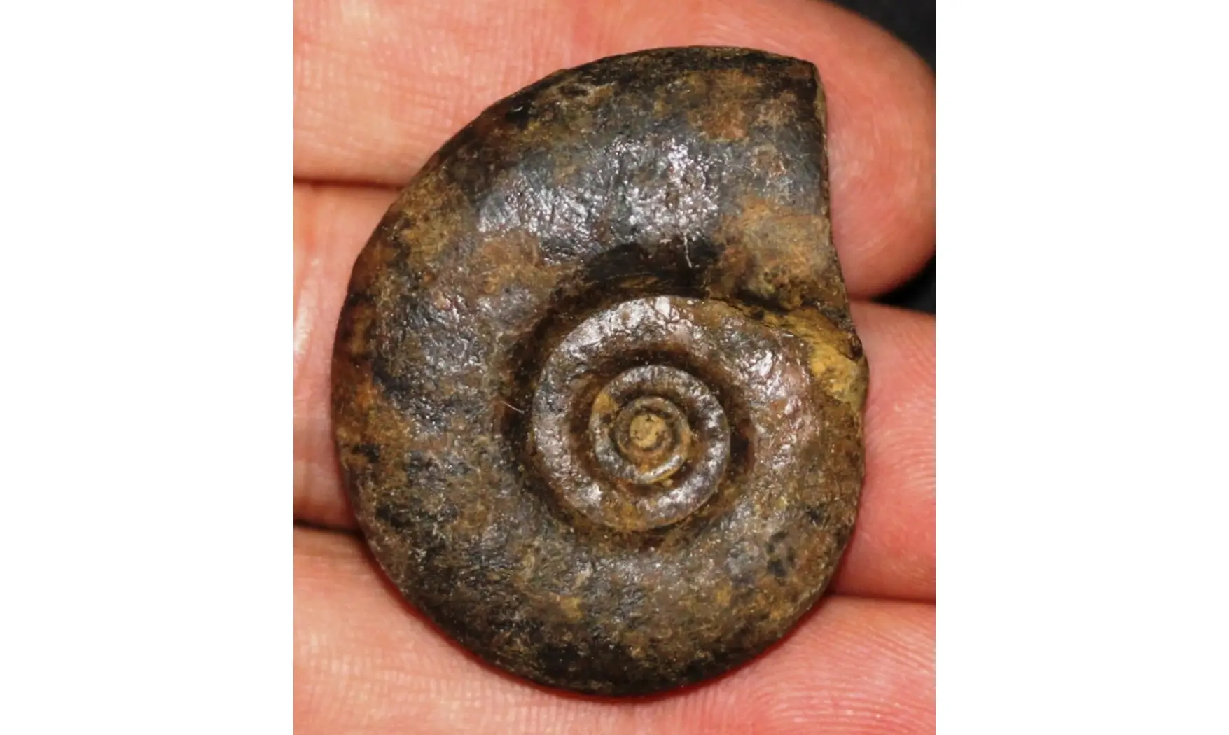 Playclymenia ibnsinai