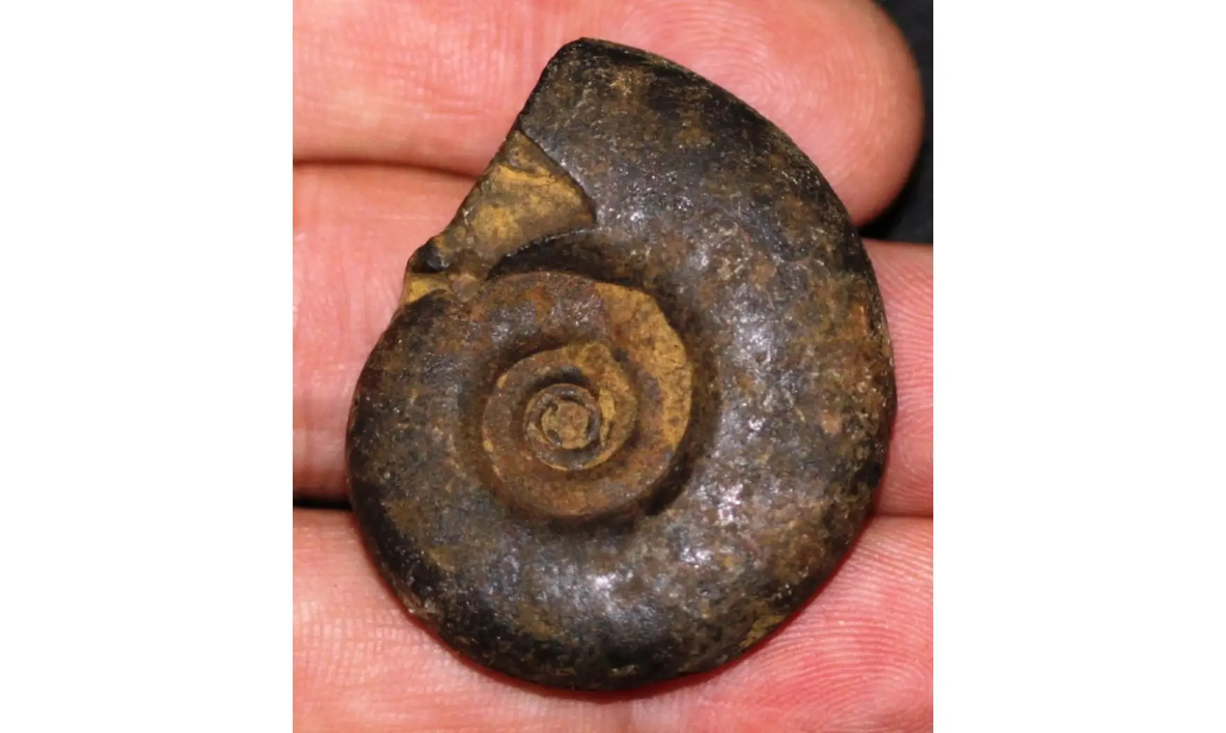 Playclymenia ibnsinai