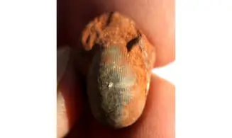 AGATHICERAS SUNDAICUM