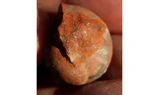 AGATHICERAS SUNDAICUM