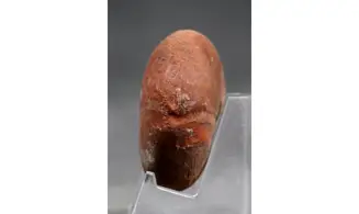 big Agathiceras sundaicum