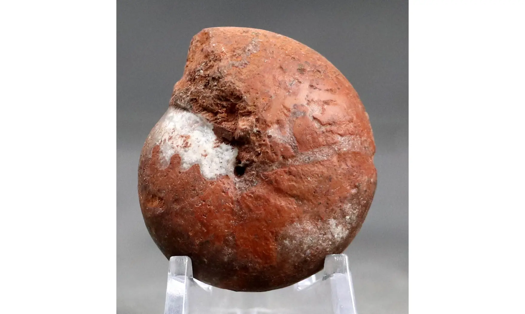 big Agathiceras sundaicum