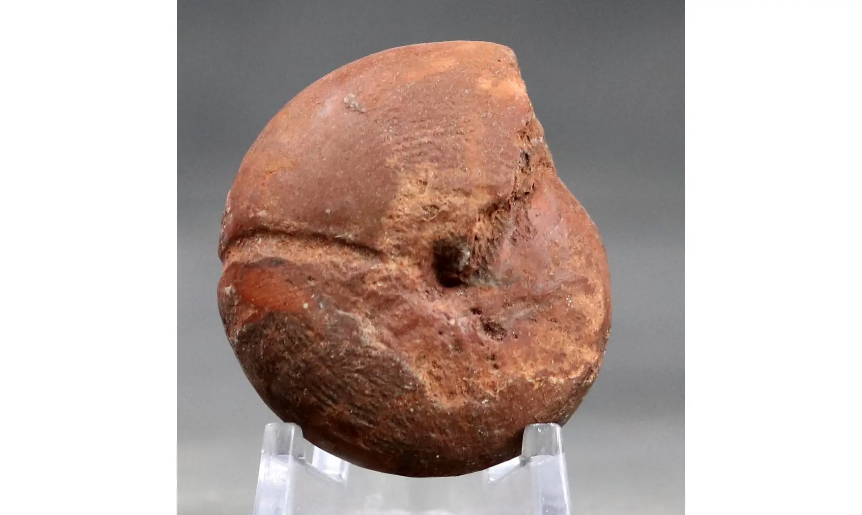 big Agathiceras sundaicum