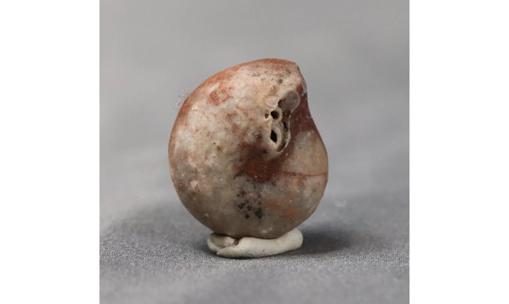 Agathiceras sundaicum