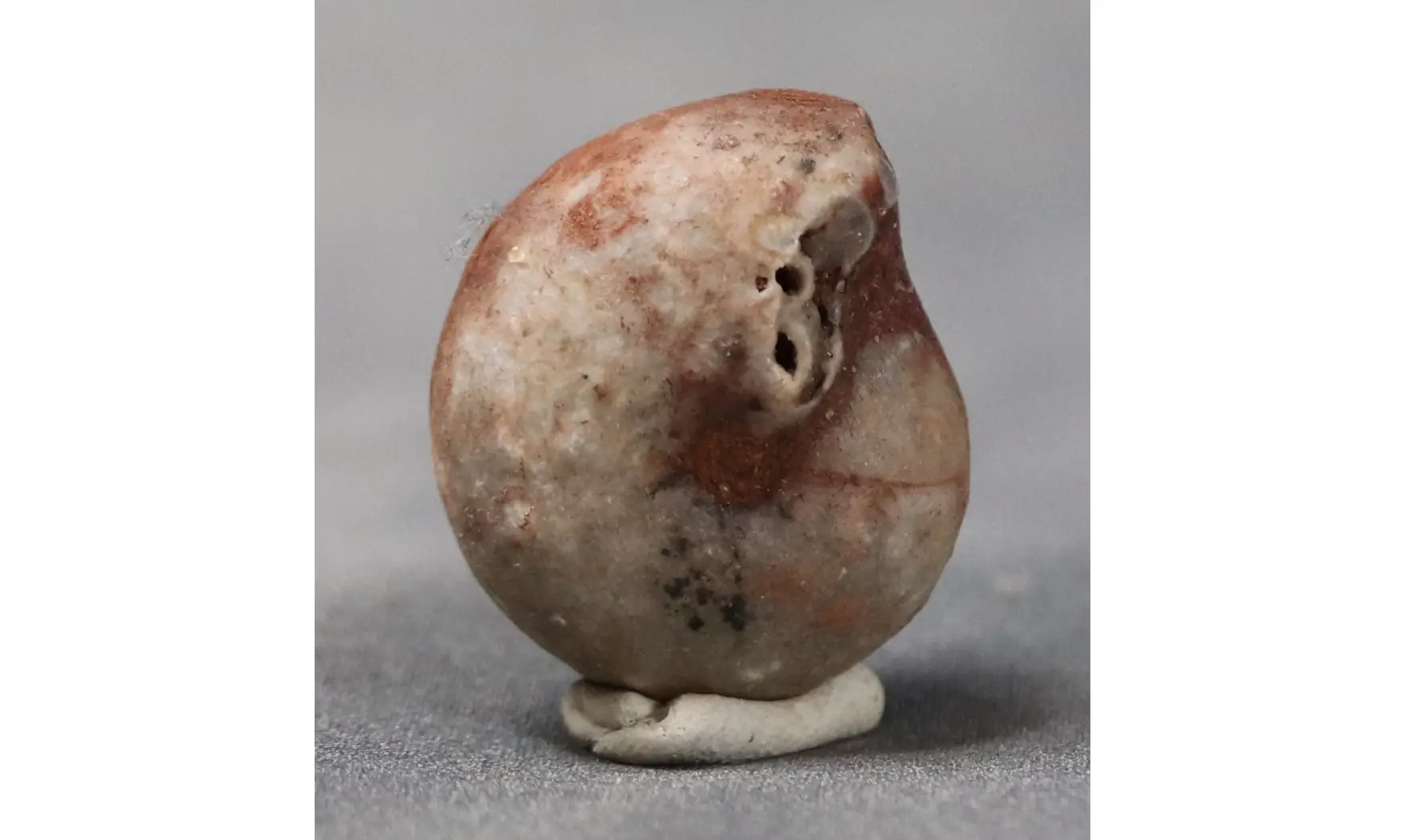 Agathiceras sundaicum