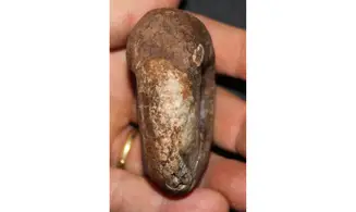 METALEGOCERAS PAMIRICUM