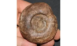 METALEGOCERAS PAMIRICUM
