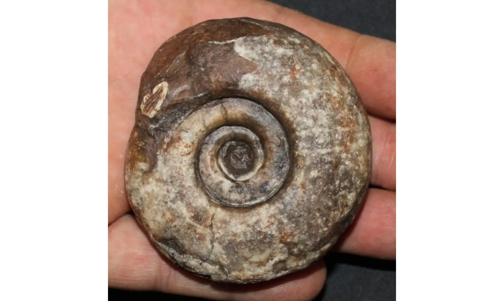 METALEGOCERAS PAMIRICUM