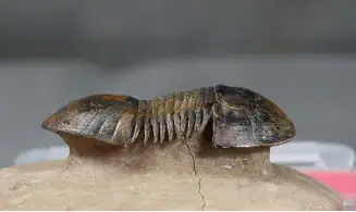 Paralejurus rehamnanus