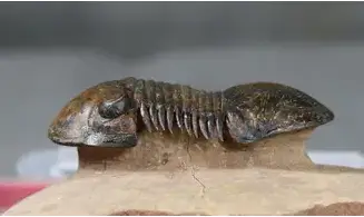 Paralejurus rehamnanus