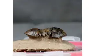 Paralejurus rehamnanus