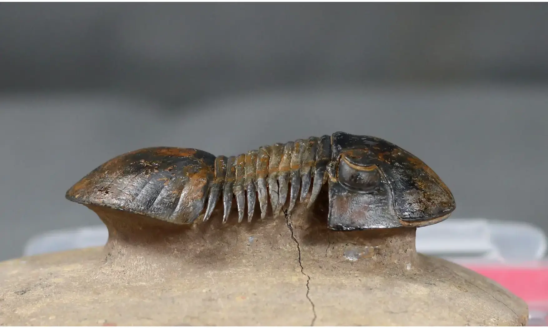 Paralejurus rehamnanus