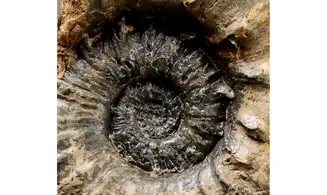 Euaspidoceras douvillei