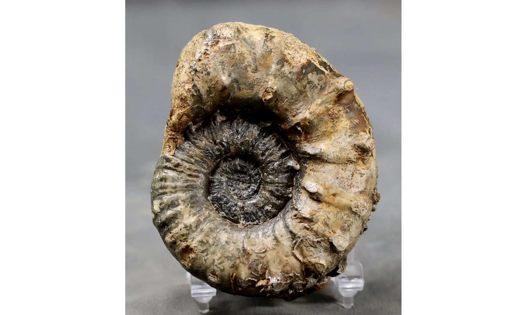 Euaspidoceras douvillei