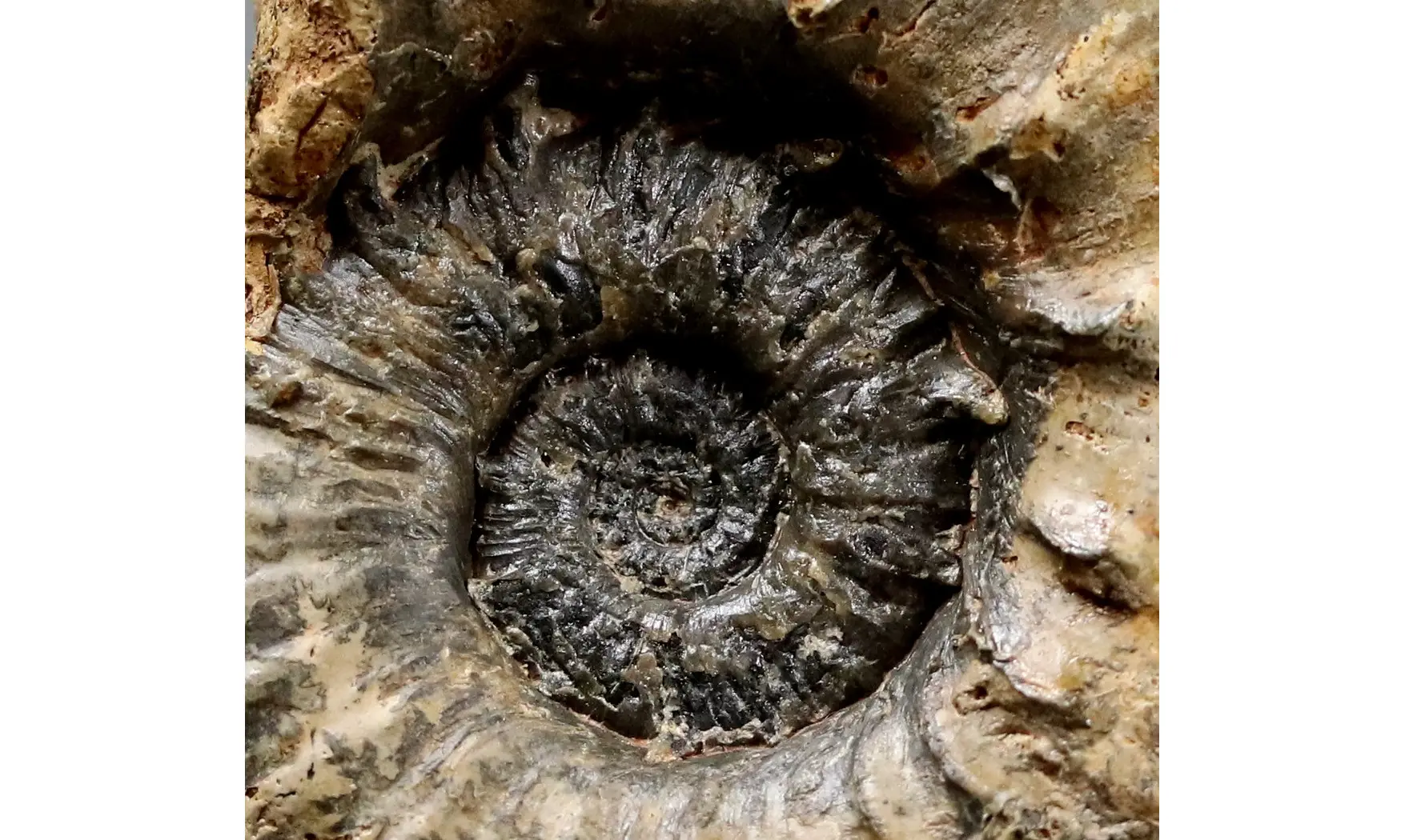 Euaspidoceras douvillei