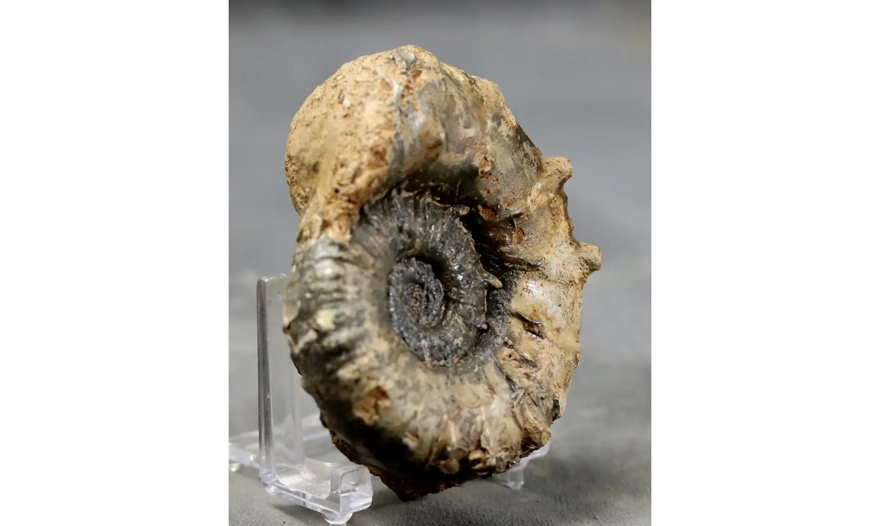 Euaspidoceras douvillei