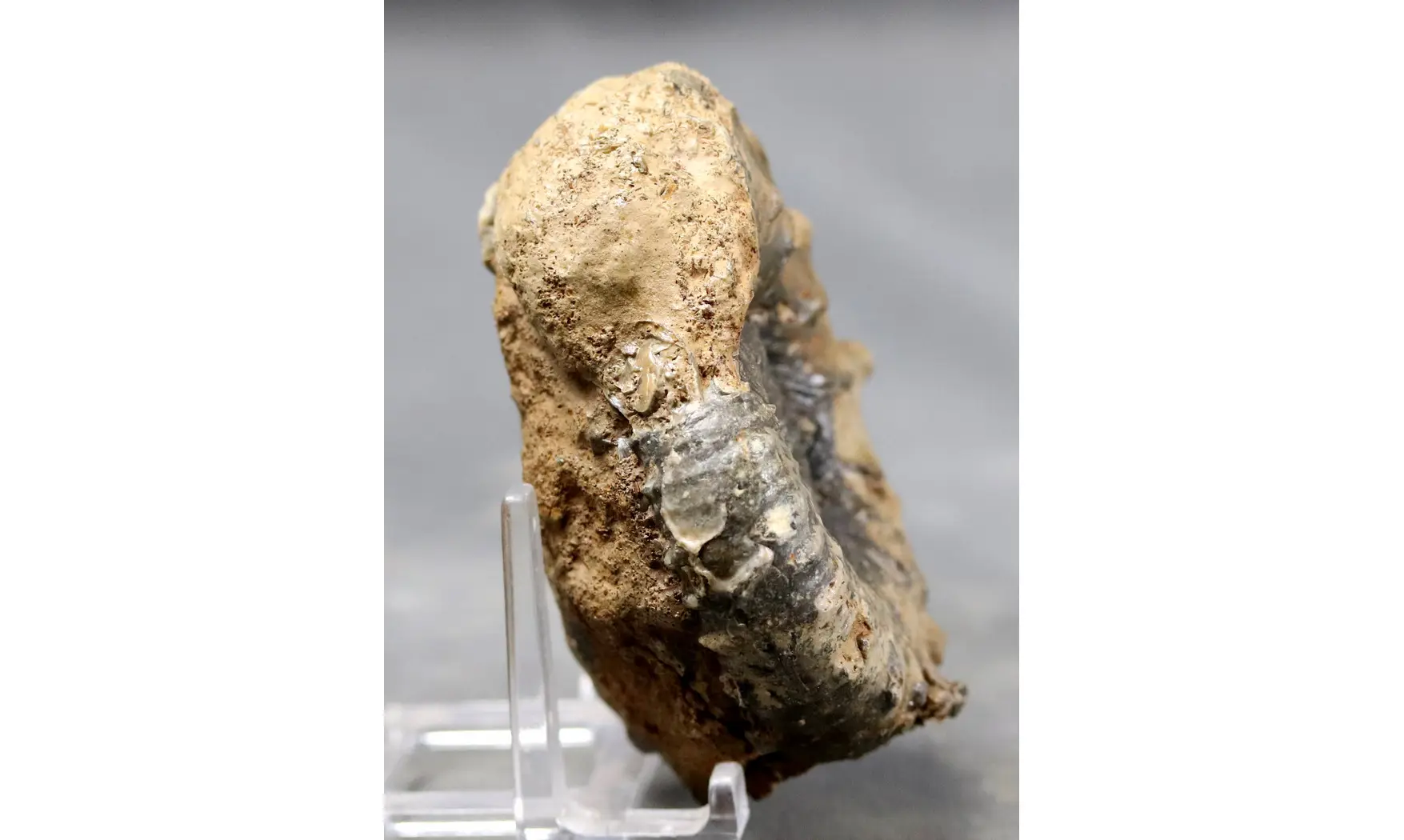 Euaspidoceras douvillei