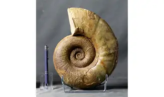 Lytoceras fimbriatum