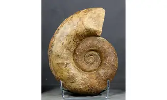 Lytoceras fimbriatum