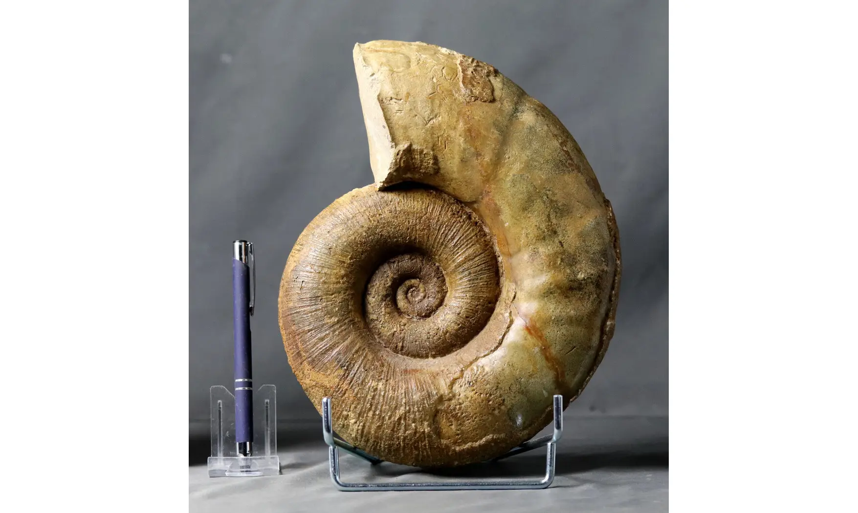 Lytoceras fimbriatum