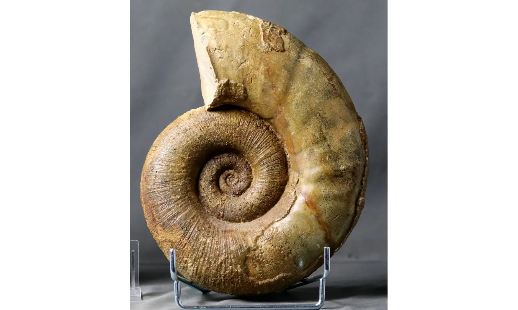 Lytoceras fimbriatum