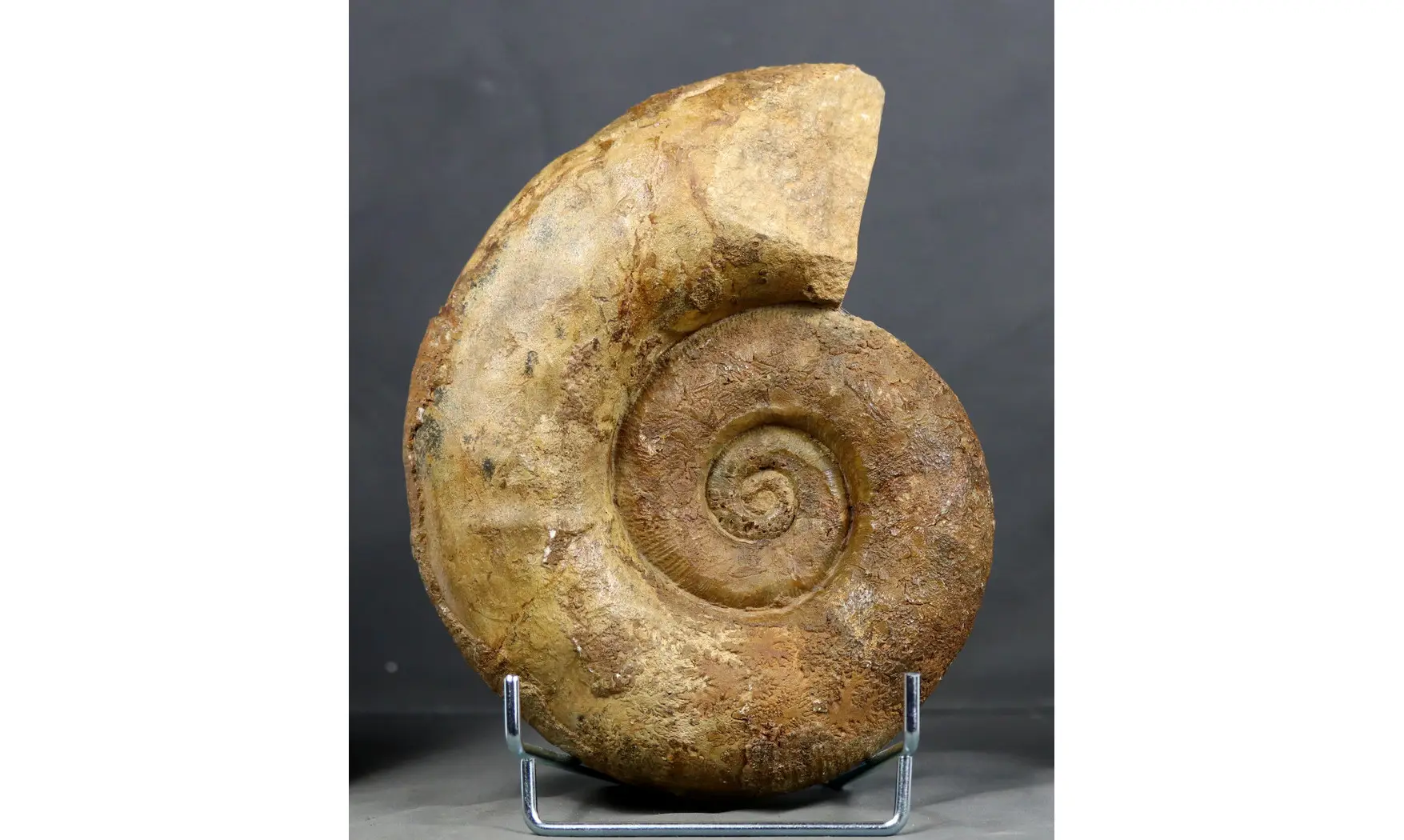 Lytoceras fimbriatum