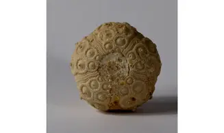 DOROCIDARIS TAOUZENSIS