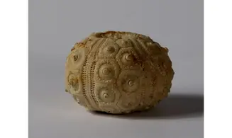 DOROCIDARIS TAOUZENSIS
