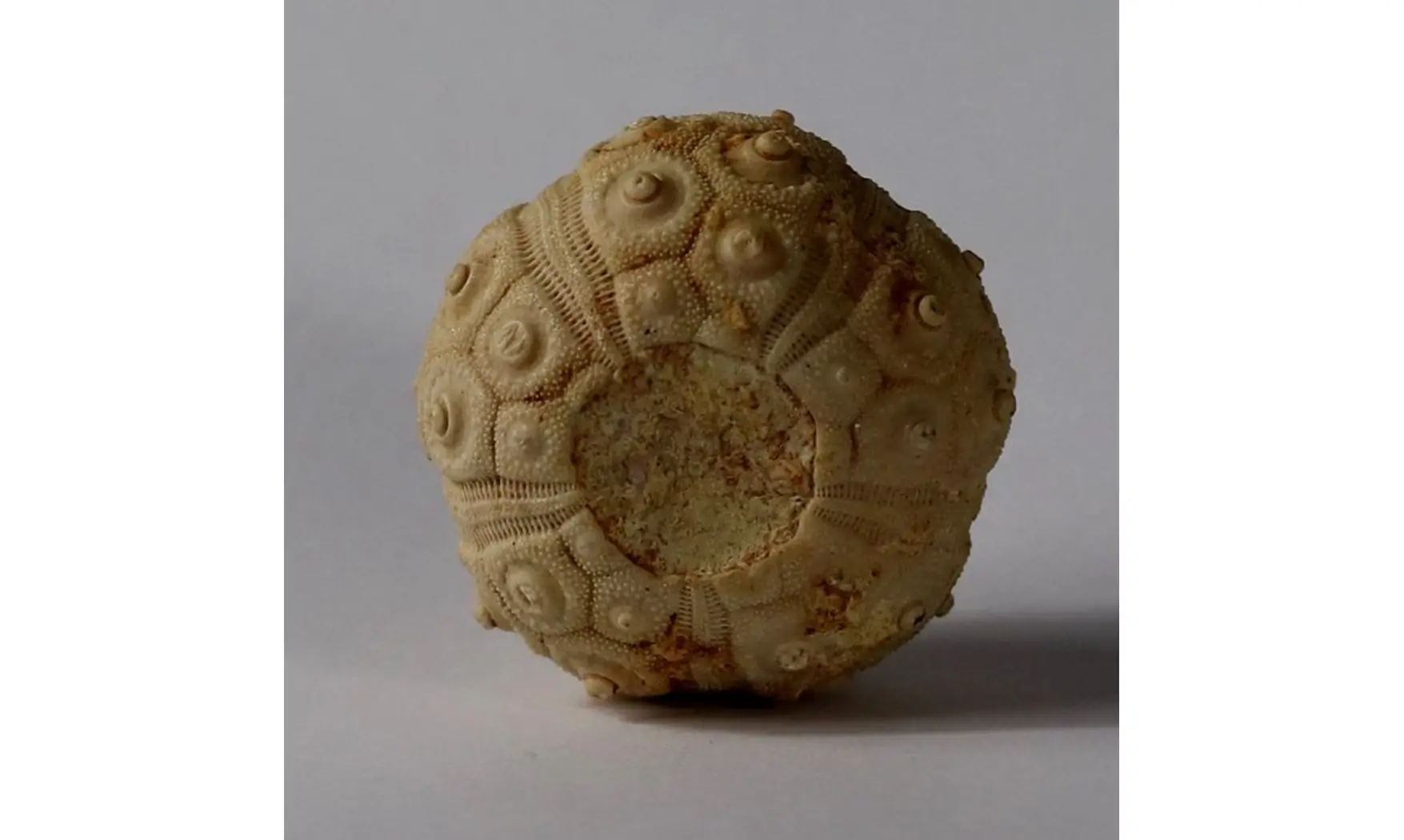 DOROCIDARIS TAOUZENSIS