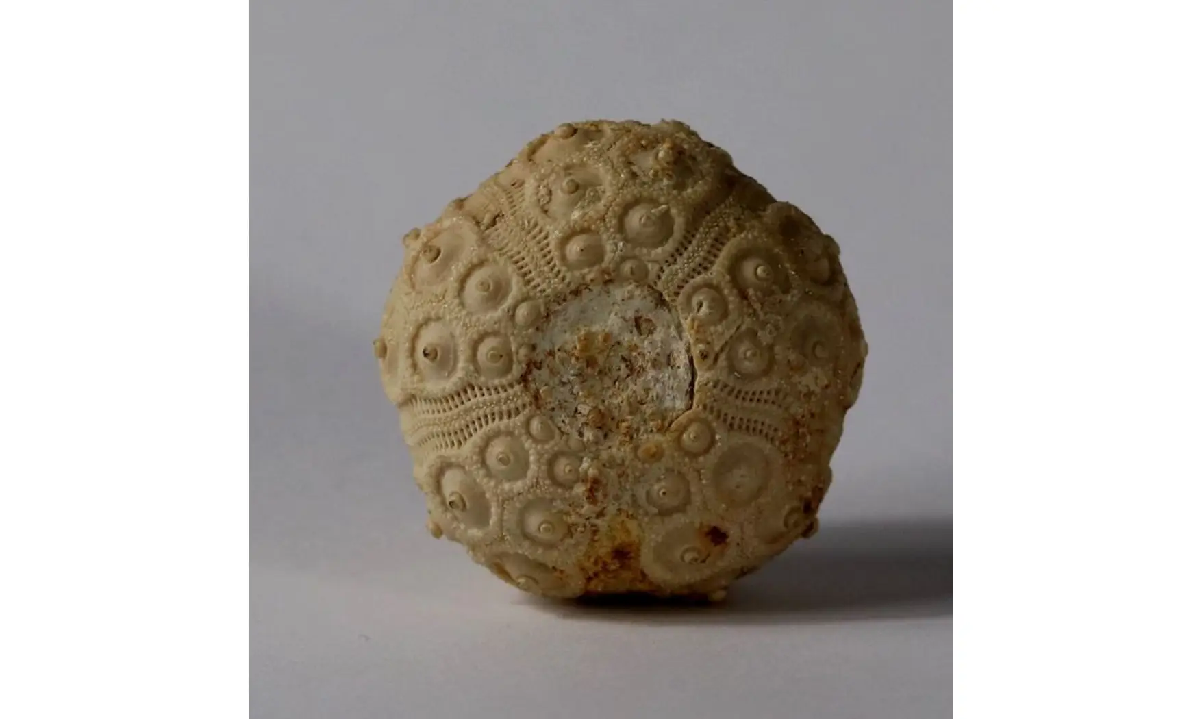 DOROCIDARIS TAOUZENSIS