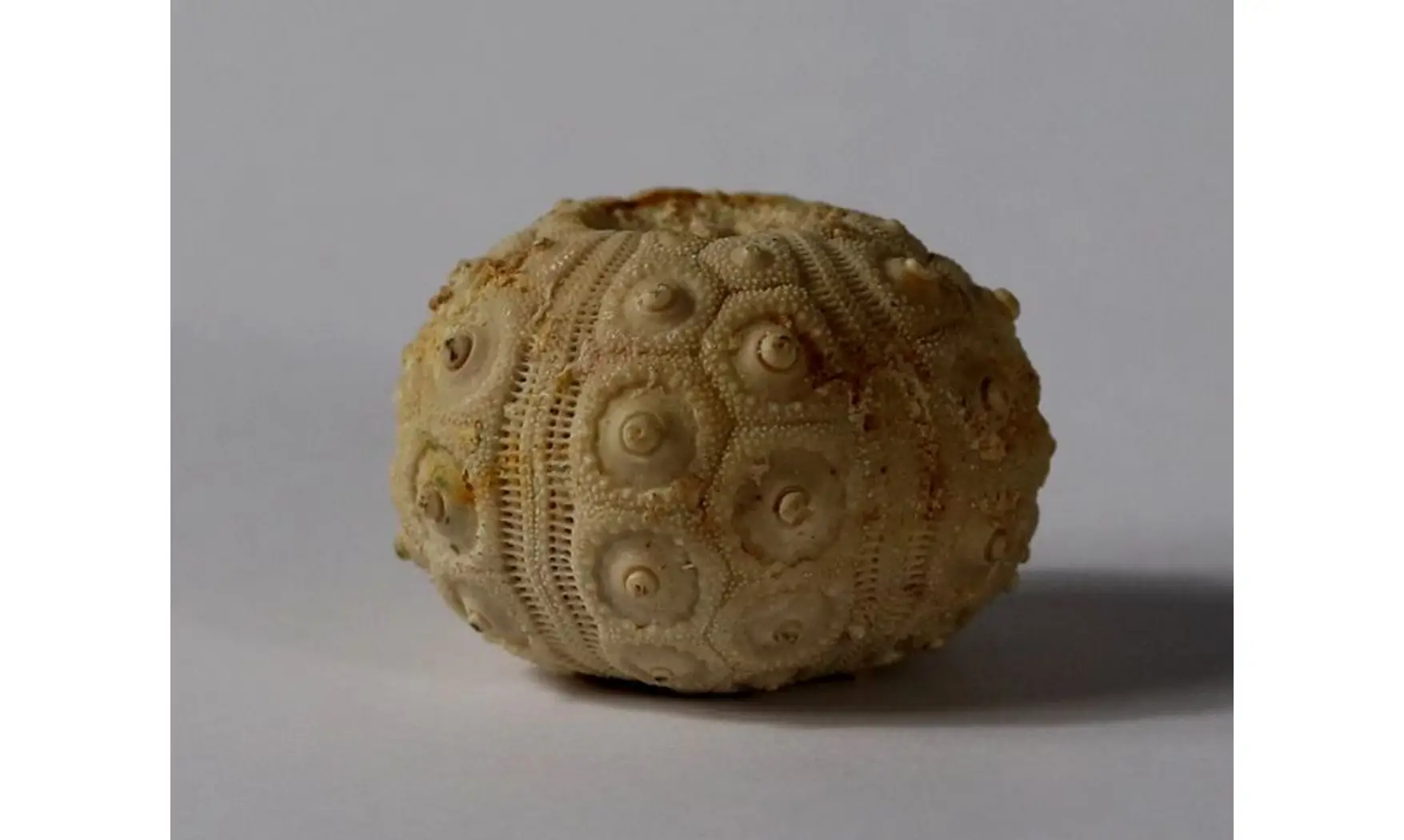DOROCIDARIS TAOUZENSIS