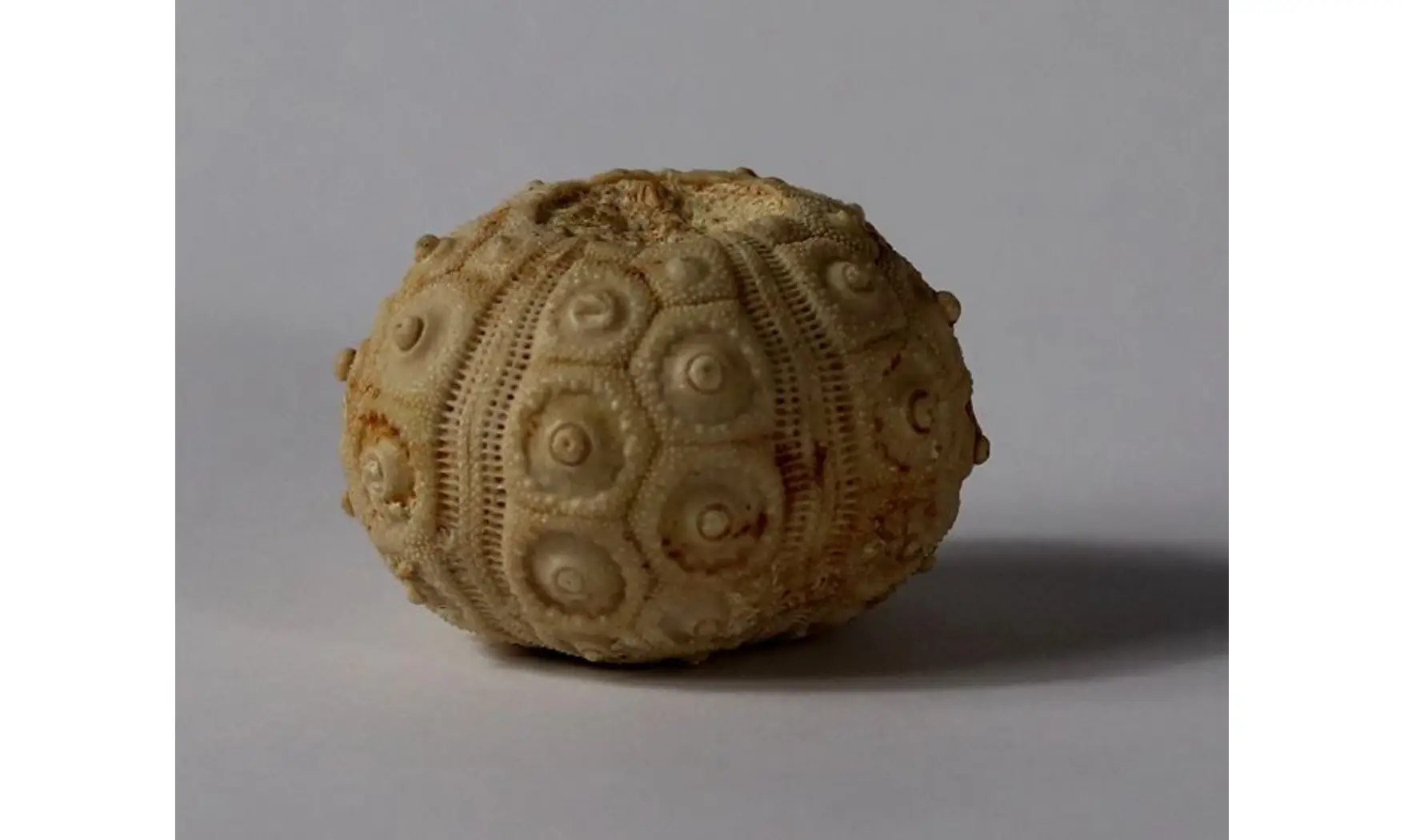 DOROCIDARIS TAOUZENSIS