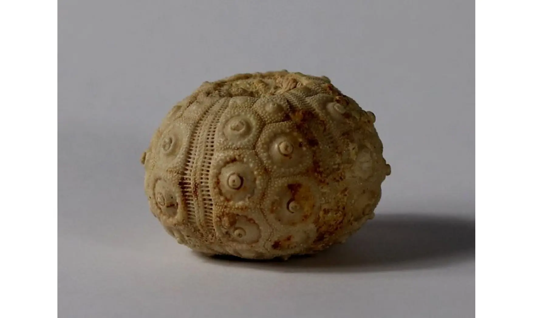 DOROCIDARIS TAOUZENSIS