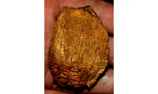 ZEACRINITES WORTHENI