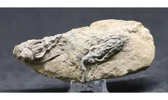 Cyathocrinus + Macrocrinus