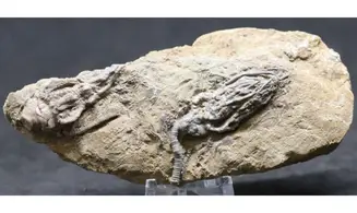 Cyathocrinus + Macrocrinus