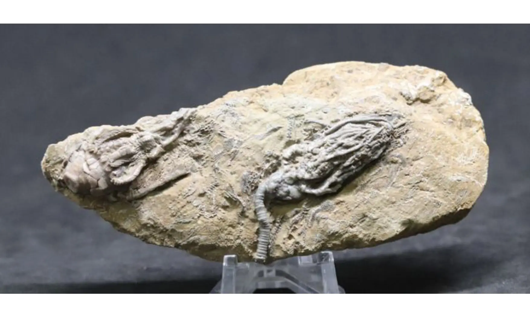 Cyathocrinus + Macrocrinus