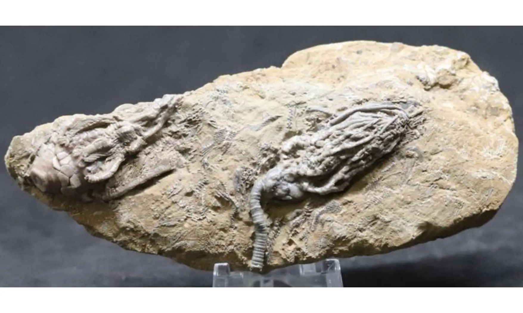Cyathocrinus + Macrocrinus