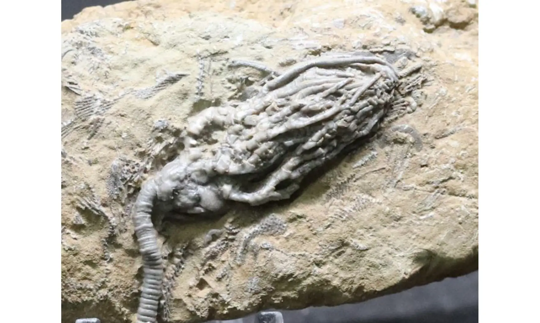 Cyathocrinus + Macrocrinus