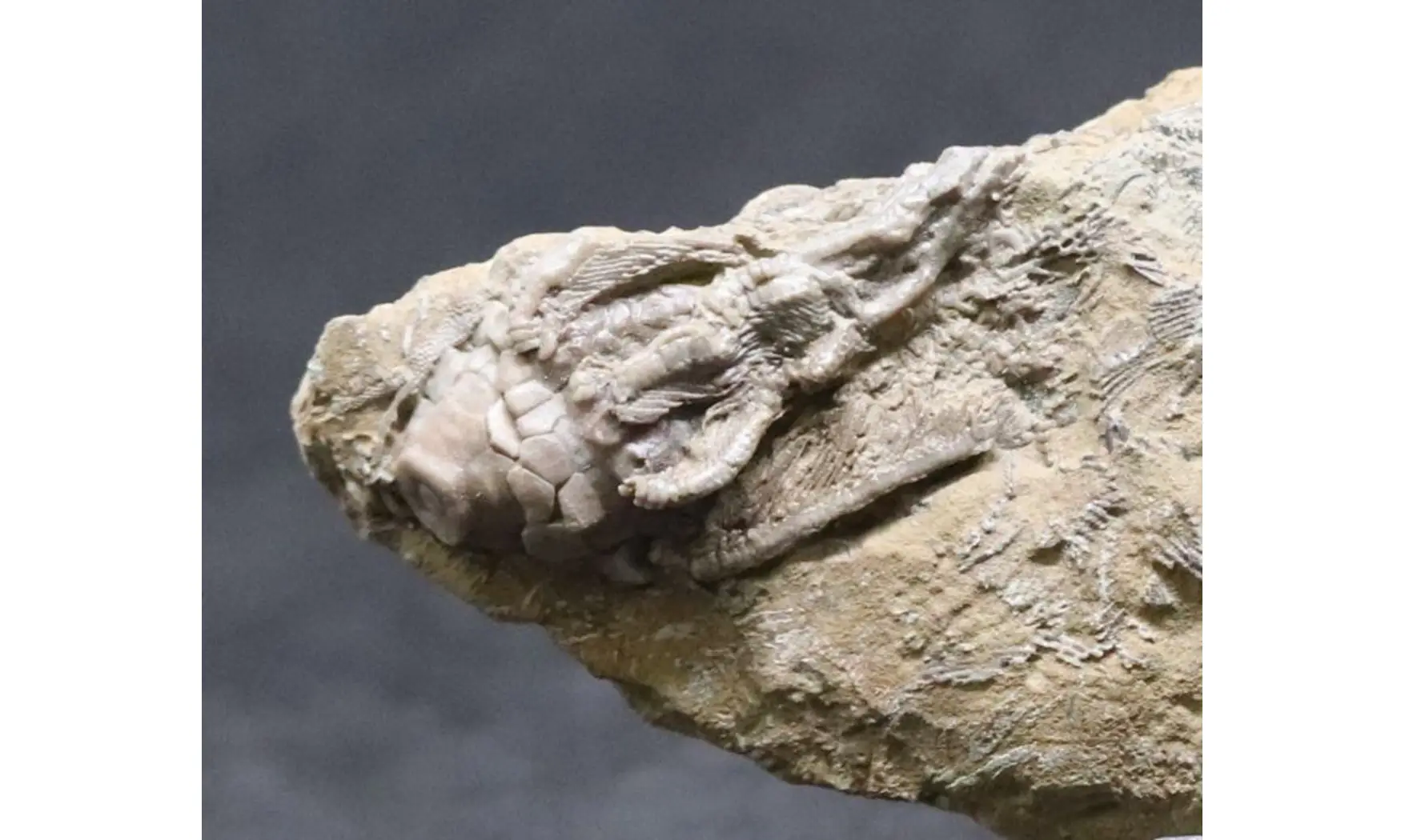 Cyathocrinus + Macrocrinus