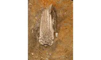 EUPACHYCRINUS ASPERATUS