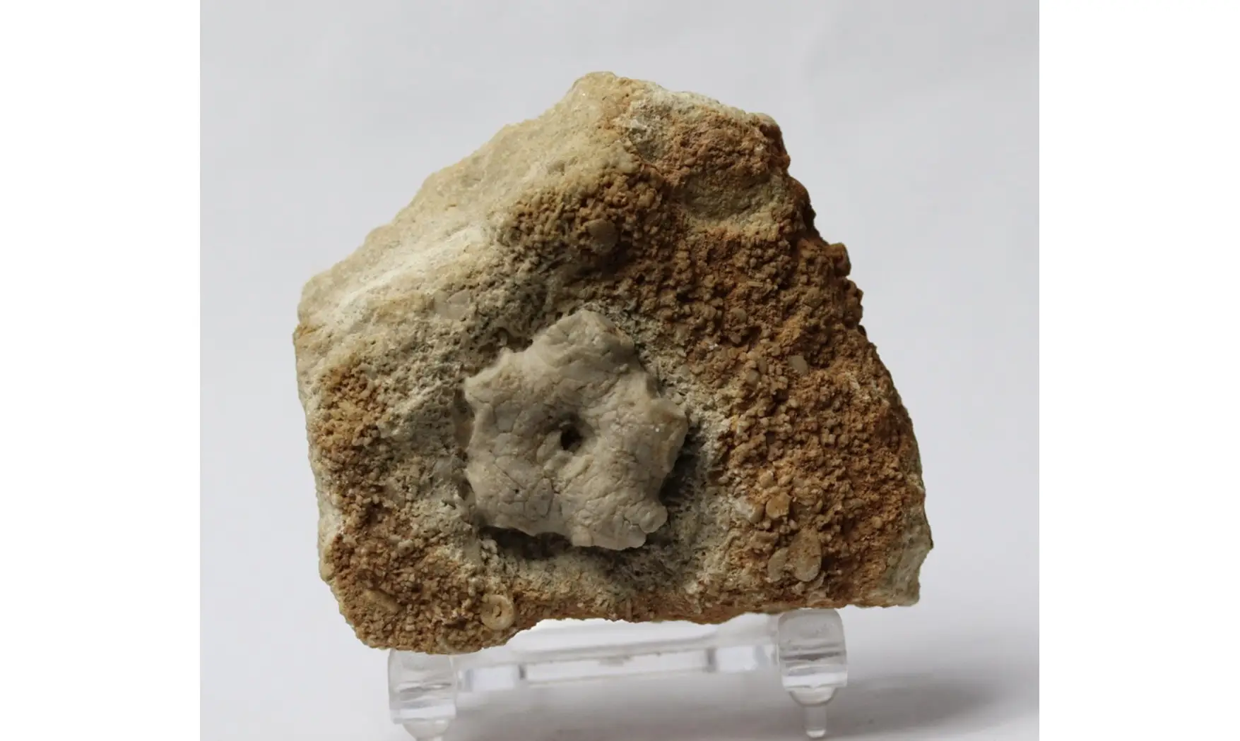 Agariocrinus planoconvexus